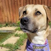 Here are five dogs available for rehoming at the RSPCA Bath Cats and Dogs Home.