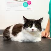 Black and white cat Oreo survived a 50ft fall from her fourth storey home in July. 