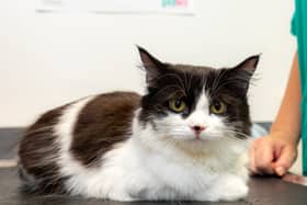 Black and white cat Oreo survived a 50ft fall from her fourth storey home in July. 
