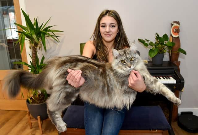 Murphy the Maine Coon keeps being mistaken for a dog or a lion