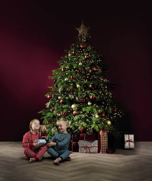 Aldi is selling a real Christmas tree for under £15