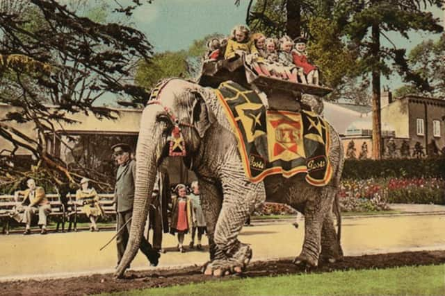 Children sitting on a “howdah” riding on Rosie in the gardens with a keeper walking beside her. Rosie is wearing a decorated blanket