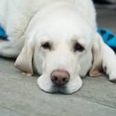 Vets are warning dog owners of the symptoms of Alabama rot disease after a Labrador died from the disease. 