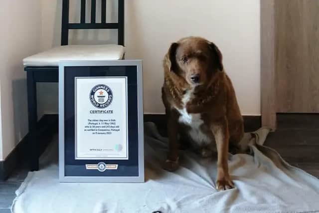 Bobi and his Guinness World Records certificate 
