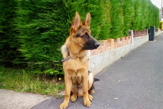 Barney the German Shepherd dog has been rehomed by the GSD Helpline charity