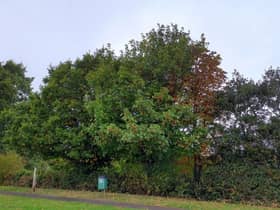 The fate of three tall trees on the edge of a playing field in Kingswood will be decided later this week