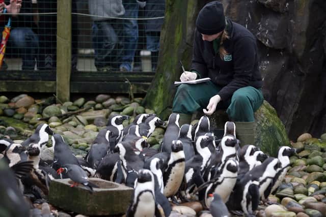 Bristol Zoo’s African penguins will not be rehomed in South Gloucestershire.