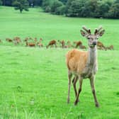 There are approximately 200 deer living on the Ashton Court estate