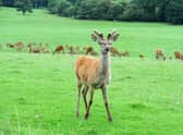There are approximately 200 deer living on the Ashton Court estate