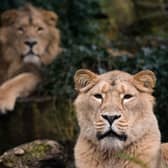 Bristol Zoo’s asiatic lions have found a new home in the Kent countryside.