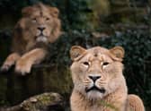 Bristol Zoo’s asiatic lions have found a new home in the Kent countryside.