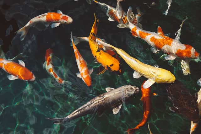 If you have a pond of fish, you must observe it daily to make sure the surface is not entirely frozen as poisonous gases can build up under the ice.