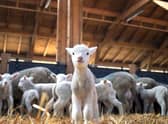 Grimsbury Farm has responded to some parent complaints over the prices for its lambing experience