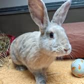 Cats, rabbits and hamsters are all available for adoption at Bristol Animal Rescue Centre.