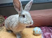 Cats, rabbits and hamsters are all available for adoption at Bristol Animal Rescue Centre.