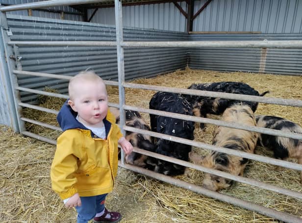 My daughter loved being close to the piglets in the barn at Chew Valley Animal Park