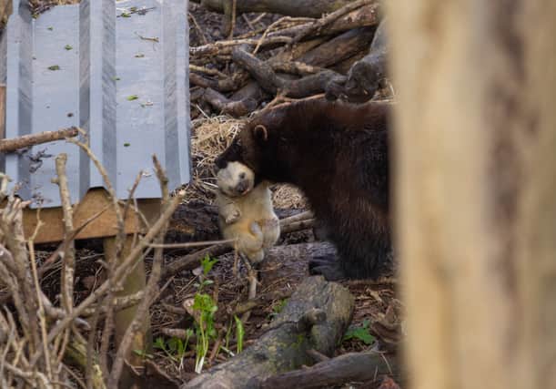 One of the new baby wolverines at Bristol’s Wild Place Project (photo: George Cuevas)