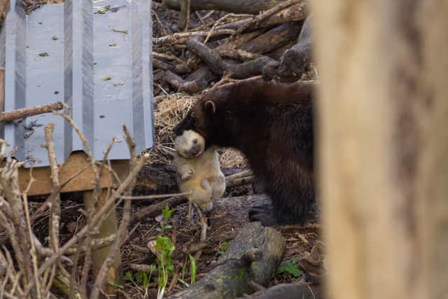 One of the new baby wolverines at Bristol’s Wild Place Project (photo: George Cuevas)