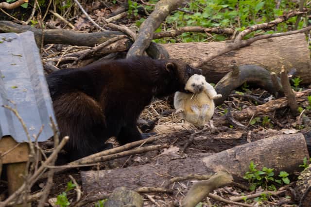 Wolverines are the largest of the weasel family and can eat prey almost double their size (photo: George Cuevas)