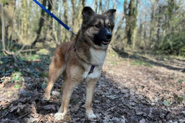 Here are nine more dogs available for rehoming at the Holly Hedge Animal Sanctuary in Bristol.