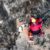 Video from Avon and Somerset Drone Team shows stranded dog's tail wagging with joy as fire crews abseil down to recuse him from a cliff face.
