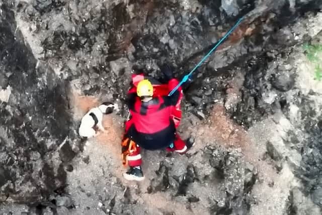 Video from Avon and Somerset Drone Team shows stranded dog's tail wagging with joy as fire crews abseil down to recuse him from a cliff face.