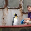 Penguin Spike is pictured with keeper Alistair Keen 