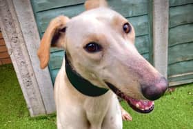 The Bristol Animal Rescue Centre has had an influx in dogs arriving over the Easter period. Here are seven currently available for rehoming.