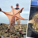 Ziggy Austin with the seven foot octopus at Hopes Nose near Torquay, Devon and the octopus-based stir fry. 