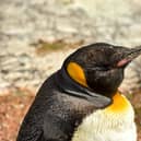 Spike the penguin crowned best in the world - who is the celebrity penguin with over 17k followers?