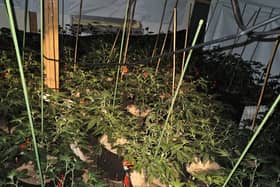 The cannabis growth in Claverham
