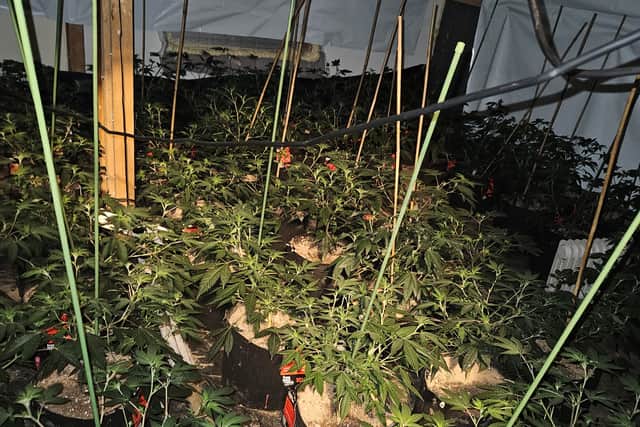 The cannabis growth in Claverham