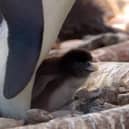 Rare penguin chick hatched at Edinburgh Zoo