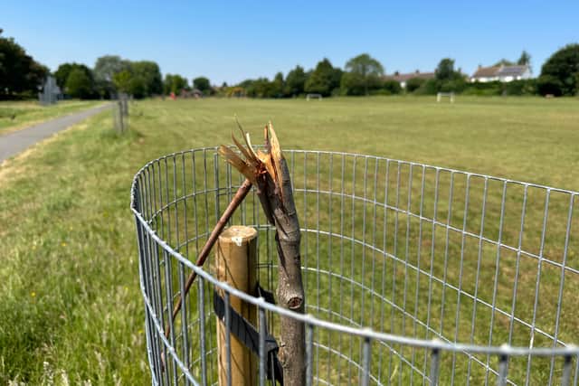 One of the tree saplings snapped at Doncaster Road Park in Southmead