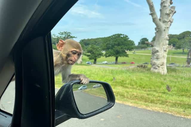 A monkey takes a ride on our car through Longleat Safari Park