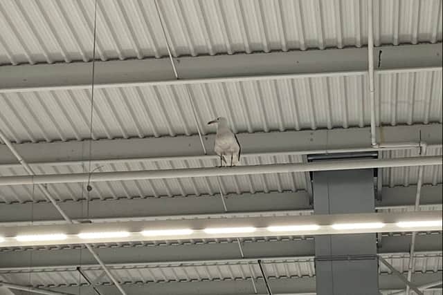 The seagull inside Asda supermarket in Bedminster (Photo credit: @Billy_Davis85)