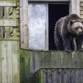 One of the bears at Wild Place Project near Bristol