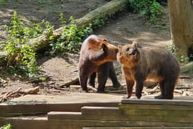 Since Bristol Zoo closed its Clifton site, animal lovers have headed to The Wild Place Project near Cribbs Causeway 