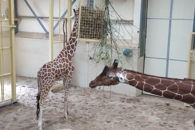 Visitors to The Wild Place Project can get close to the giraffes