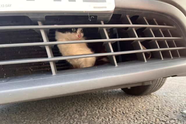 Gizmo stuck behind the cab's grille