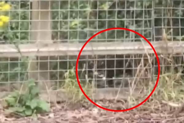 Sighting of suspected leopard cub near Stroud this month