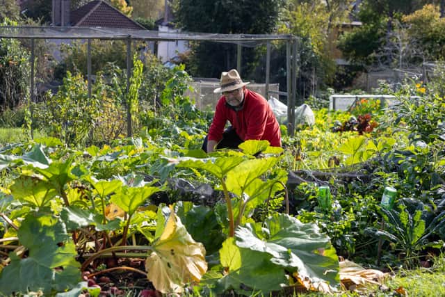 Jeremy Hinton has had his plot at Kersteman Road Allotments in Redland for 30 years