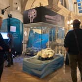 Mary Anning's 'astonishing' ichthyosaur discovery has gone back on display at Bristol Museum 