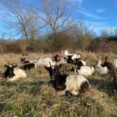 Almost 20 goats call Hengrove Mounds home