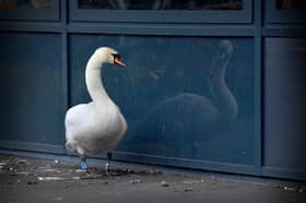 A swan has started hanging around at Telford Park School, after its mate died. It appears to find comfort in looking at its reflection in the glass panels on the school building