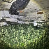 1,400 cannabis plants were seized in Kingswood 