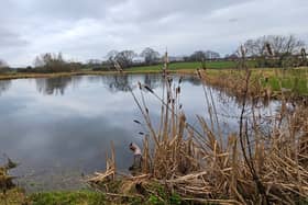 Ducks can sometimes be spotted on the fishing lakes at Jacklands Fish Lakes and Farm Shop.