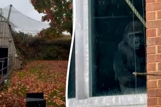 Bristol Zoo closed its doors in 2022 but eight gorillas were filmed this week 'banging on the windows' by urban explorers.