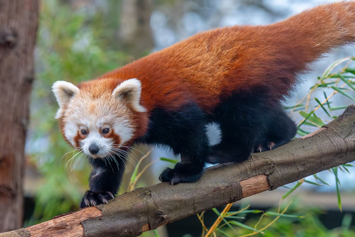 Panda Milestone Bristol Zoo Project shares major milestone for Asha the red panda ...