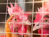 First UK human bird flu case confirmed in the South West of England